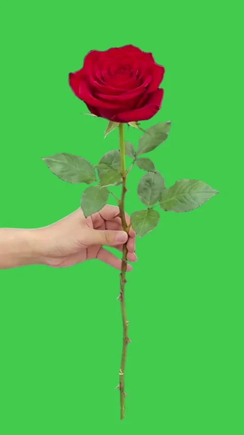 Red Rose Vertical Green Screen Video Overlay Stock Footage 344757748