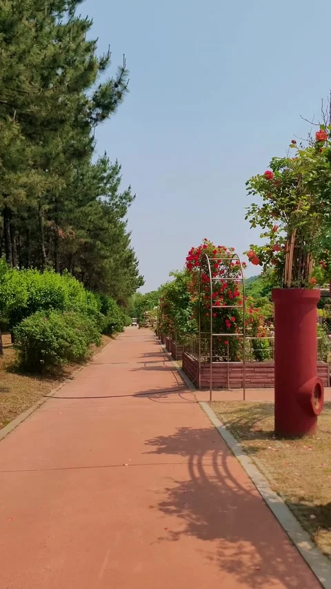 Red Rose Vines Arbor Daebudo Video stock 330357977