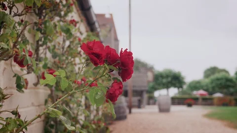Red Rose on vineyard wall 動画素材 128596936