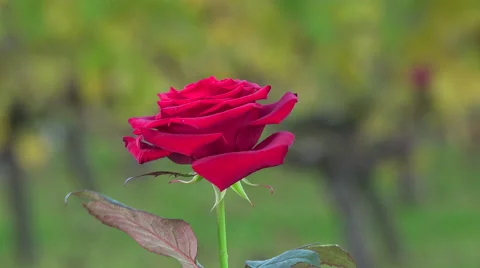 Red rose on vineyards background Video stock 56521323
