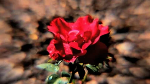 Red Rose - Warped View Video stock 8986468
