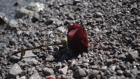 Red Rose washed Ashore on Pebble Beach Stock Footage 111371488