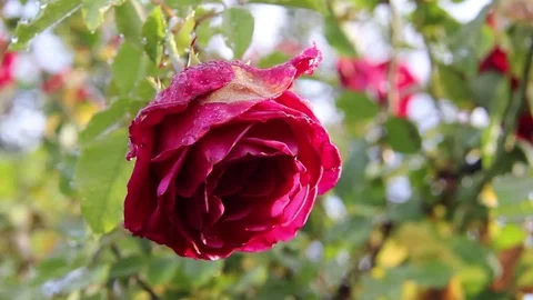 RED ROSE WITH WATER 02 Stock Footage 84531905