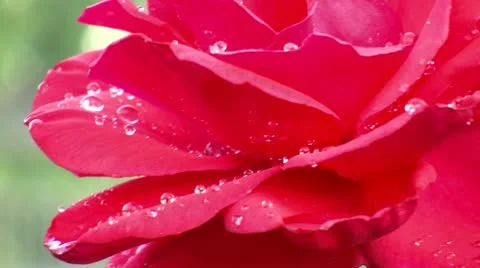 Red Rose water drop Stock Footage 8921232