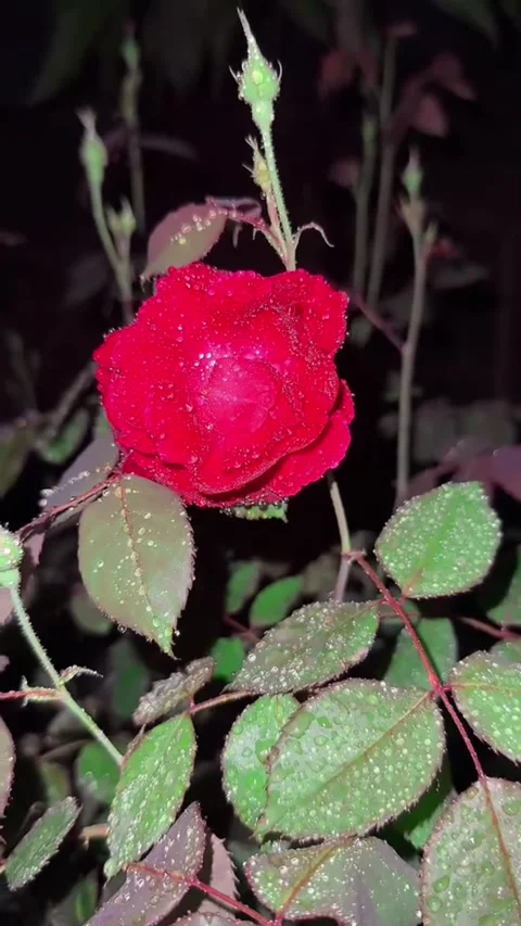 Red Rose with Water Drops in Dark Garden - Close Up Vídeos de archivo 332235028