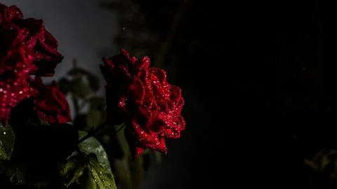 Red rose with water drops Stock Photos