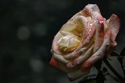 Red rose with water drops Stock-Fotos