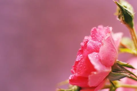 Red rose with water drops on a pink background Stock Photos