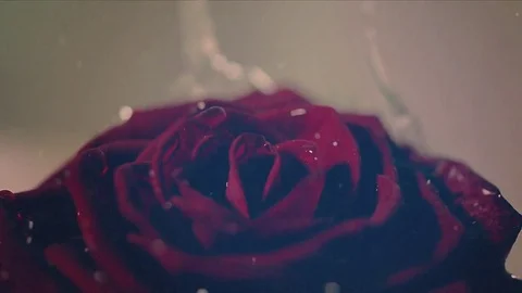 Red rose in water Stock Footage 73902206