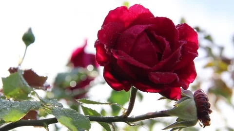 RED ROSE WITH WATER Stock Footage 84533915