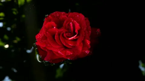Red rose on the water surface. Stock Footage 157774151