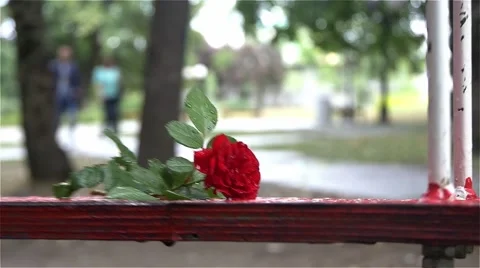 Red rose on wet swing close up, couple passing in blurred background,slow motion Vídeos de archivo 53755310