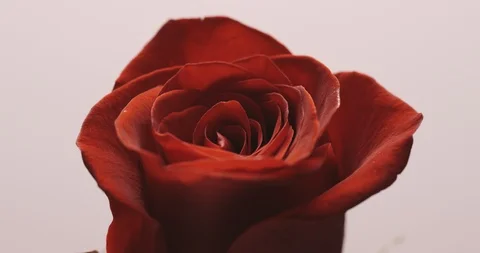 Red rose on white background Stock Footage 127131795