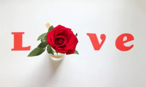 Red rose on white background forms the word love with letters Stock Photos