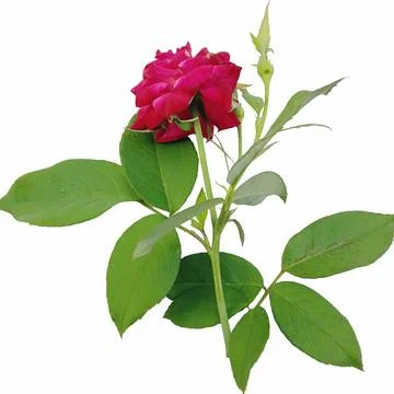 Red rose on white background with full depth of field Foto stock