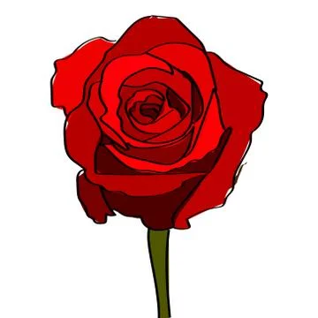 Red Rose on a White Background Stock Illustration