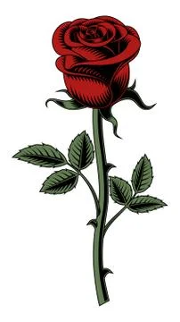 Red rose on white background. Illustration