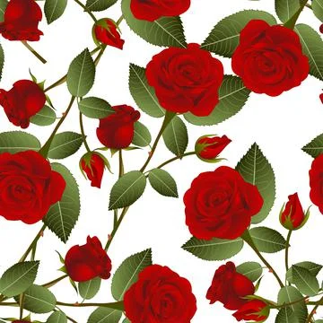 Red Rose on White Background Stock Illustration