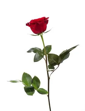 Red rose on a white background, isolate Stock Photos