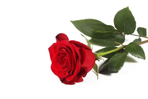 Red rose on a white background, isolate, close-up, copy space Stock Photos