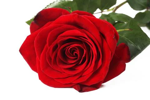 Red rose on a white background, isolate, close-up Foto stock