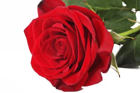 Red rose on a white background, isolate, close-up Stock Photos