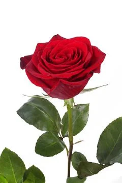 Red rose on a white background, isolate Stock Photos
