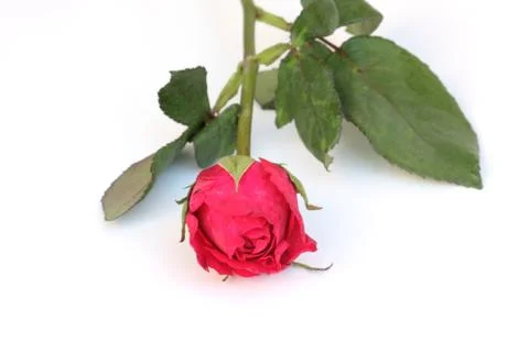 Red rose on white background Stock Photos