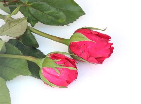 Red rose on white background Stock Photos