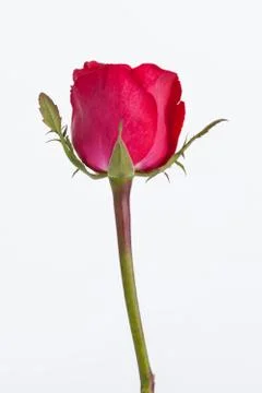 Red rose on white background. Stock Photos