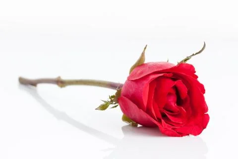 Red rose on white background. Stock Photos