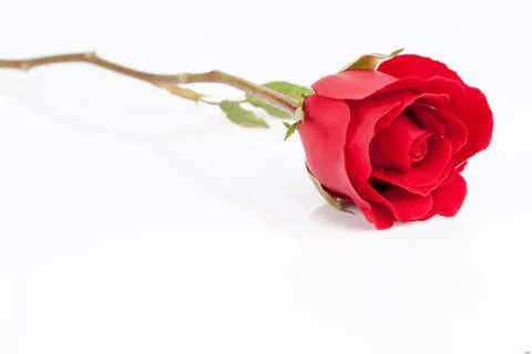 Red rose on white background. Stock Photos