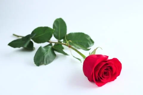 Red rose on white background Stock Photos
