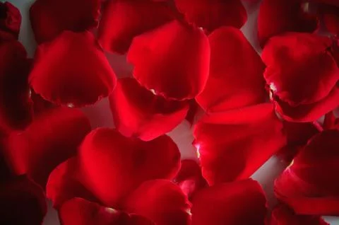 Red rose on white background Stock Photos