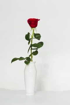 Red rose on a white background Stock Photos