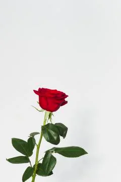 Red rose on a white background Stock Photos