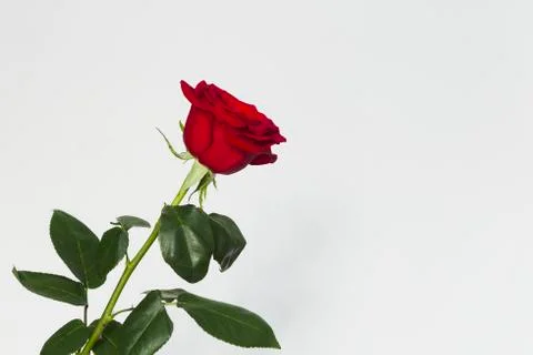 Red rose on a white background Foto stock