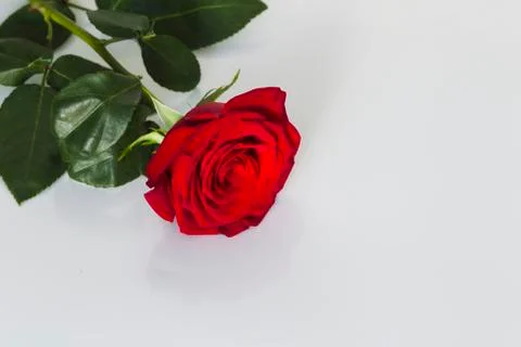 Red rose on a white background Stock Photos