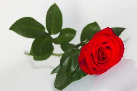Red rose on a white background Stock Photos