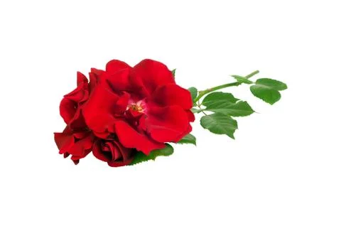 Red rose on white background Foto stock