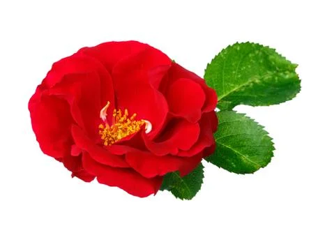 Red rose on the white background Stock Photos