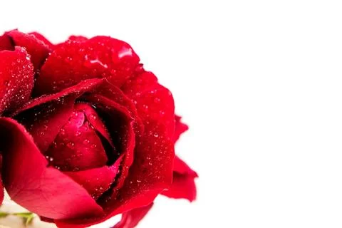 Red rose on white background Stock Photos