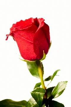 Red rose on a white background. Stock Photos