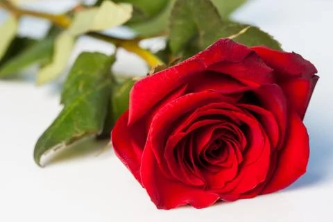 Red rose on a white background Stock Photos
