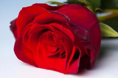 Red rose on a white background Stock Photos