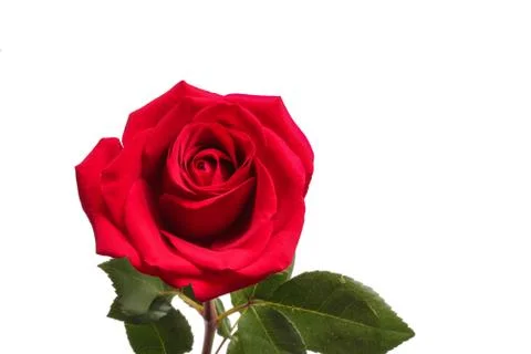Red rose on white background Stock Photos