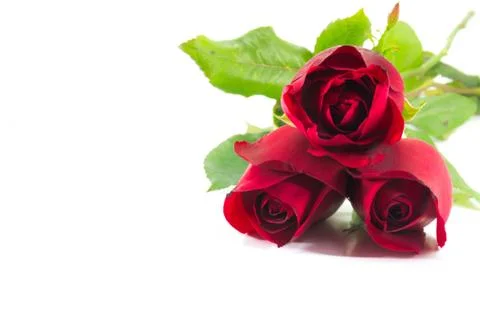Red rose on white background Stock Photos