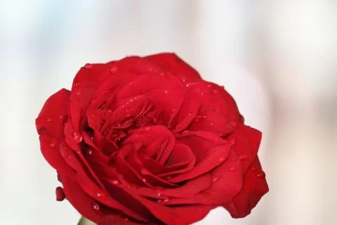 Red rose on white background Foto stock