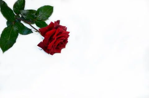 Red rose on a white background Stock Photos