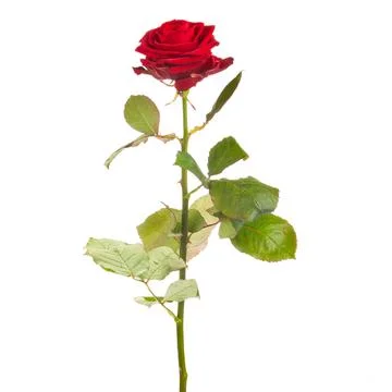 Red rose on white background Stock Photos